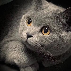 羽月希产后再次复出电影
